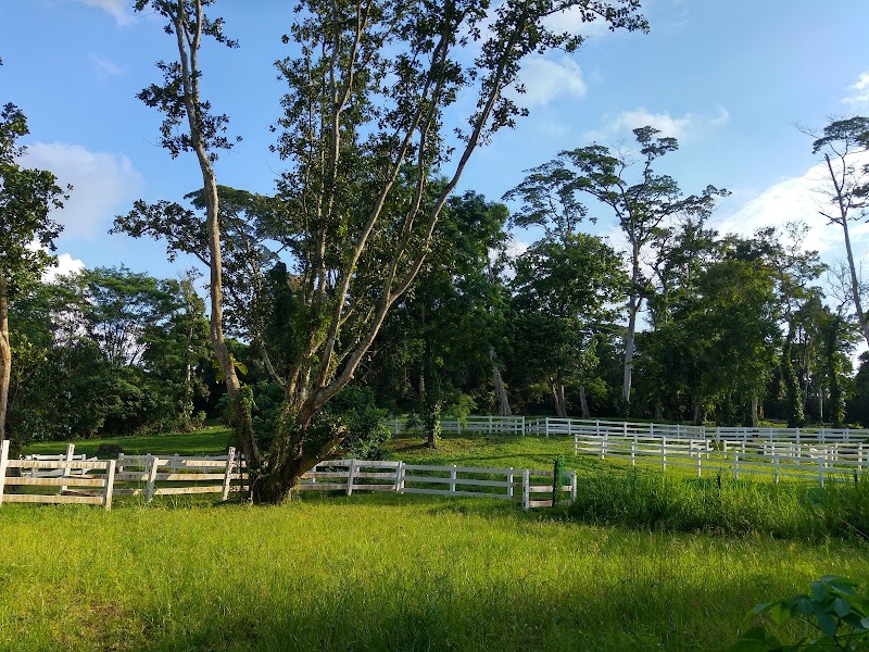 National Equestrian Centre (Equestrian Federation of Singapore) photo 2