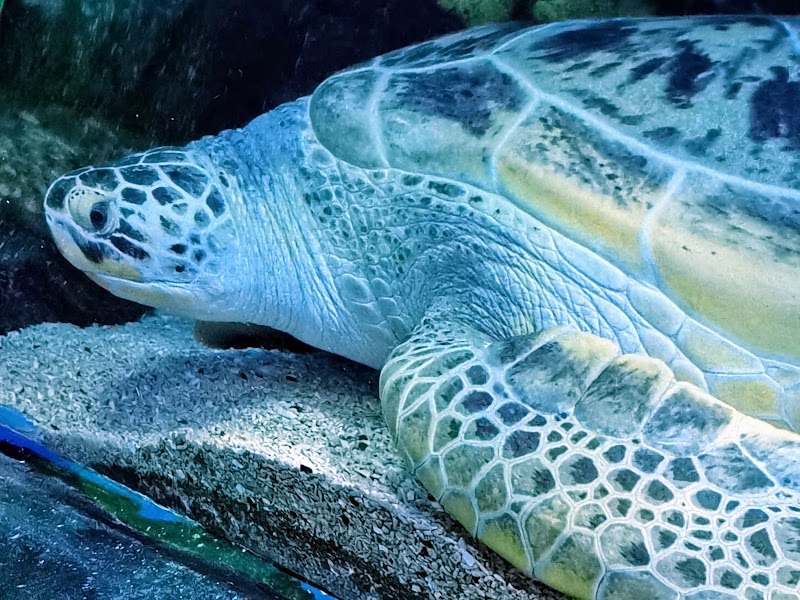 National SEA LIFE Centre Birmingham photo 2