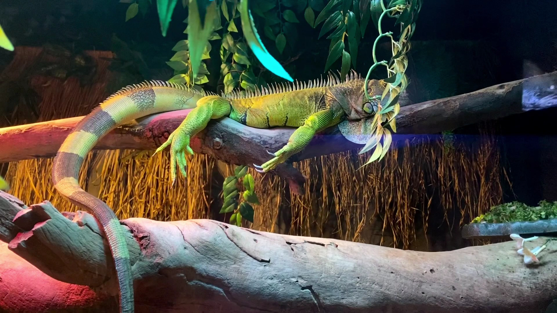 National Zoo & Aquarium photo 2
