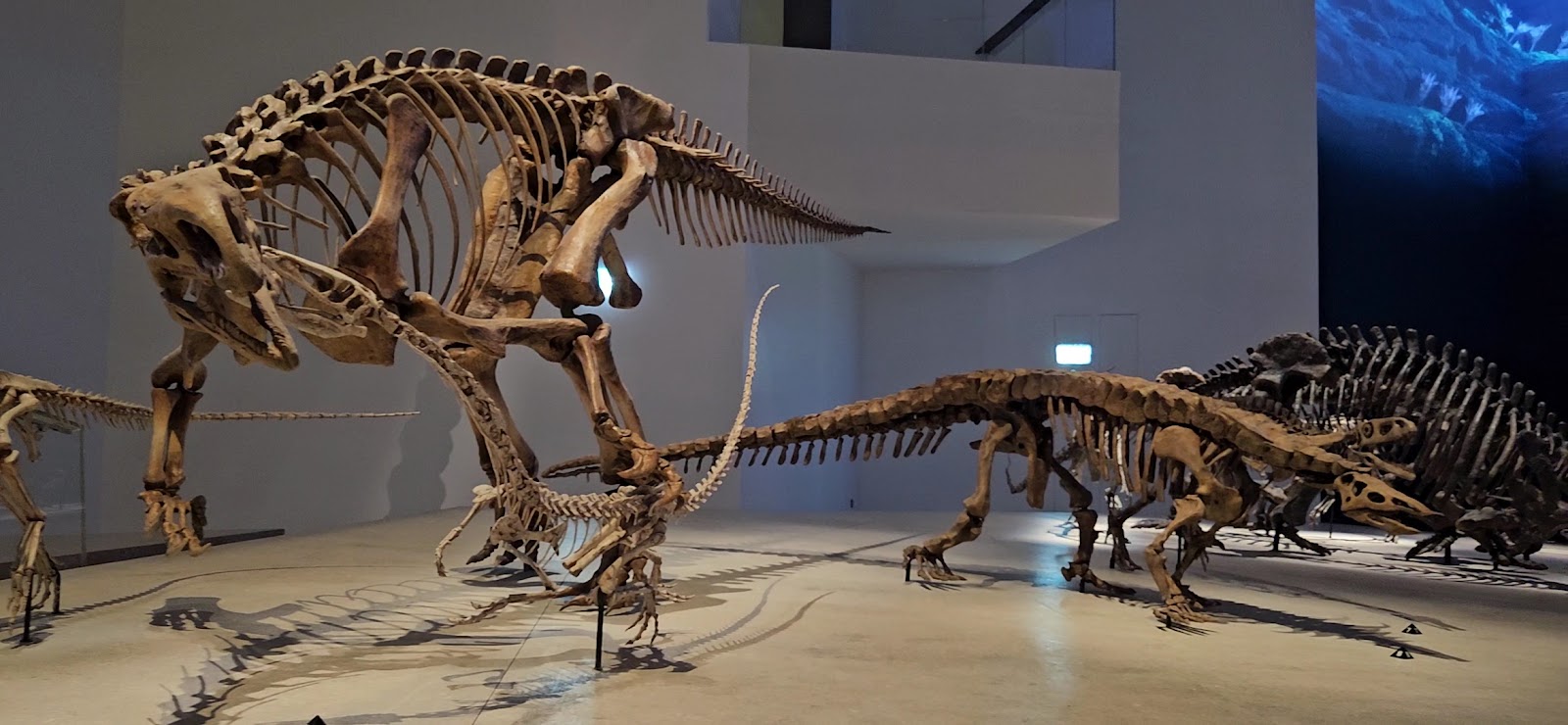 Natural History Museum Abu Dhabi photo 3