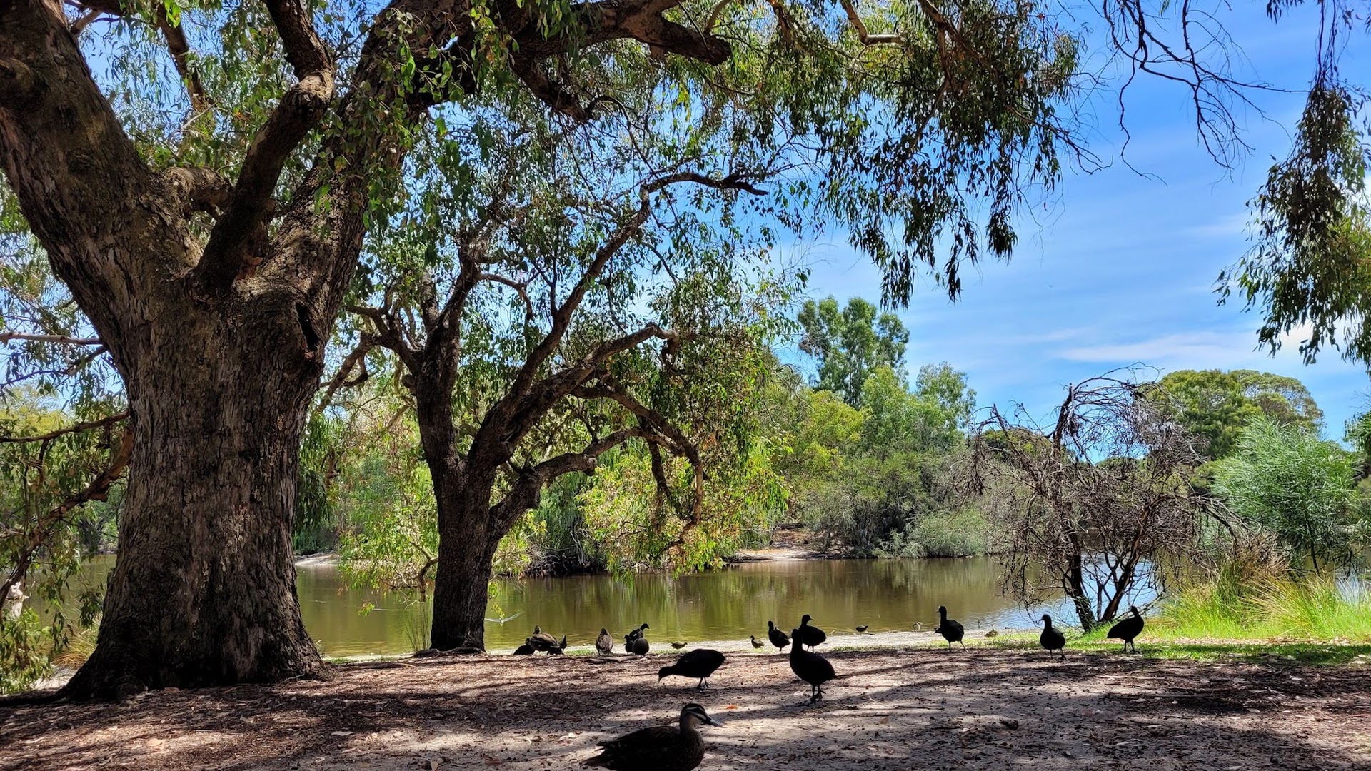 Neil McDougall Park photo 3
