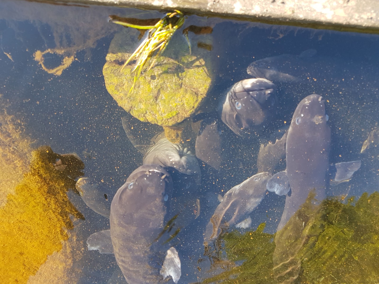 Neil's Eels