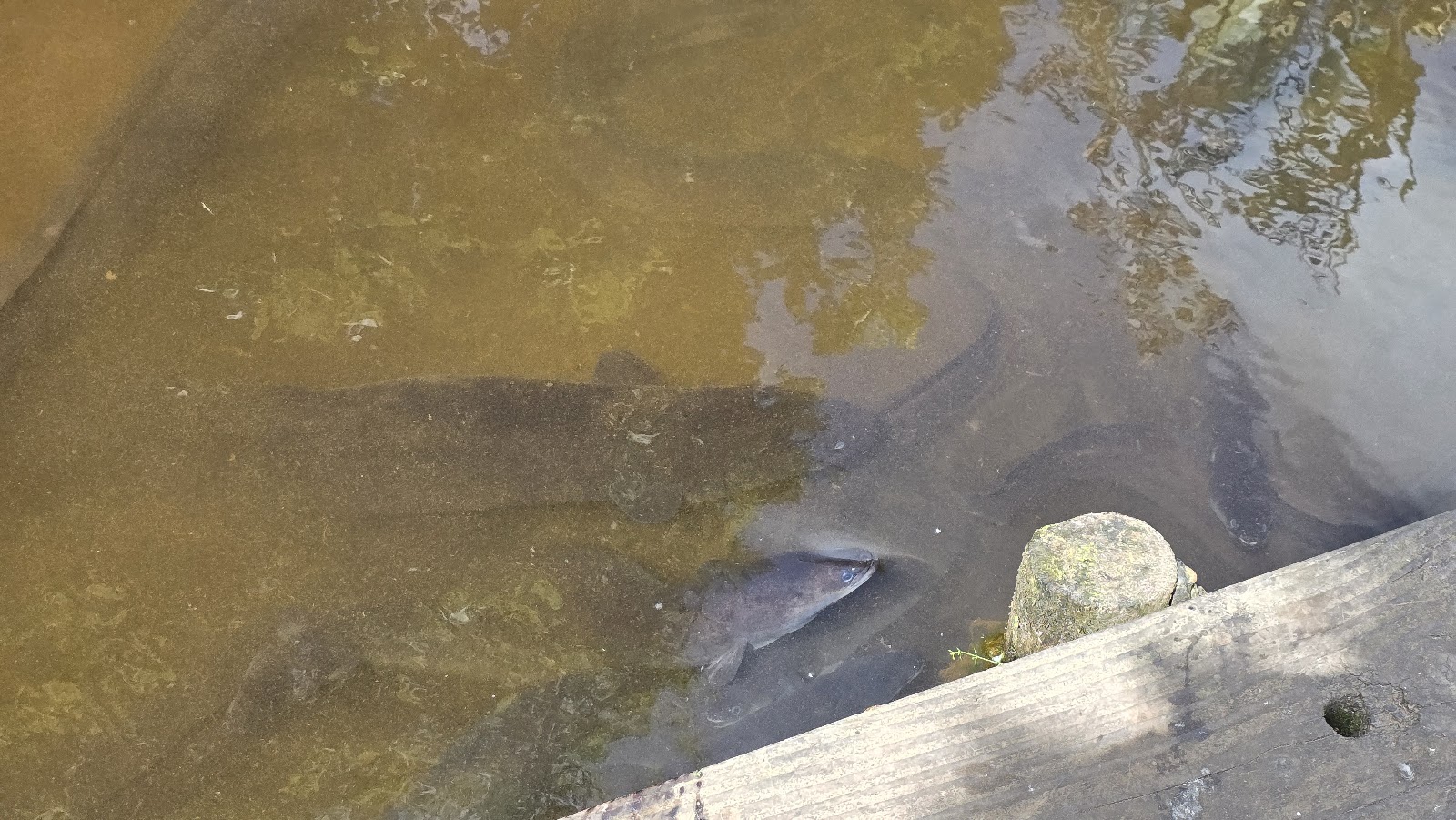 Neil's Eels photo 2