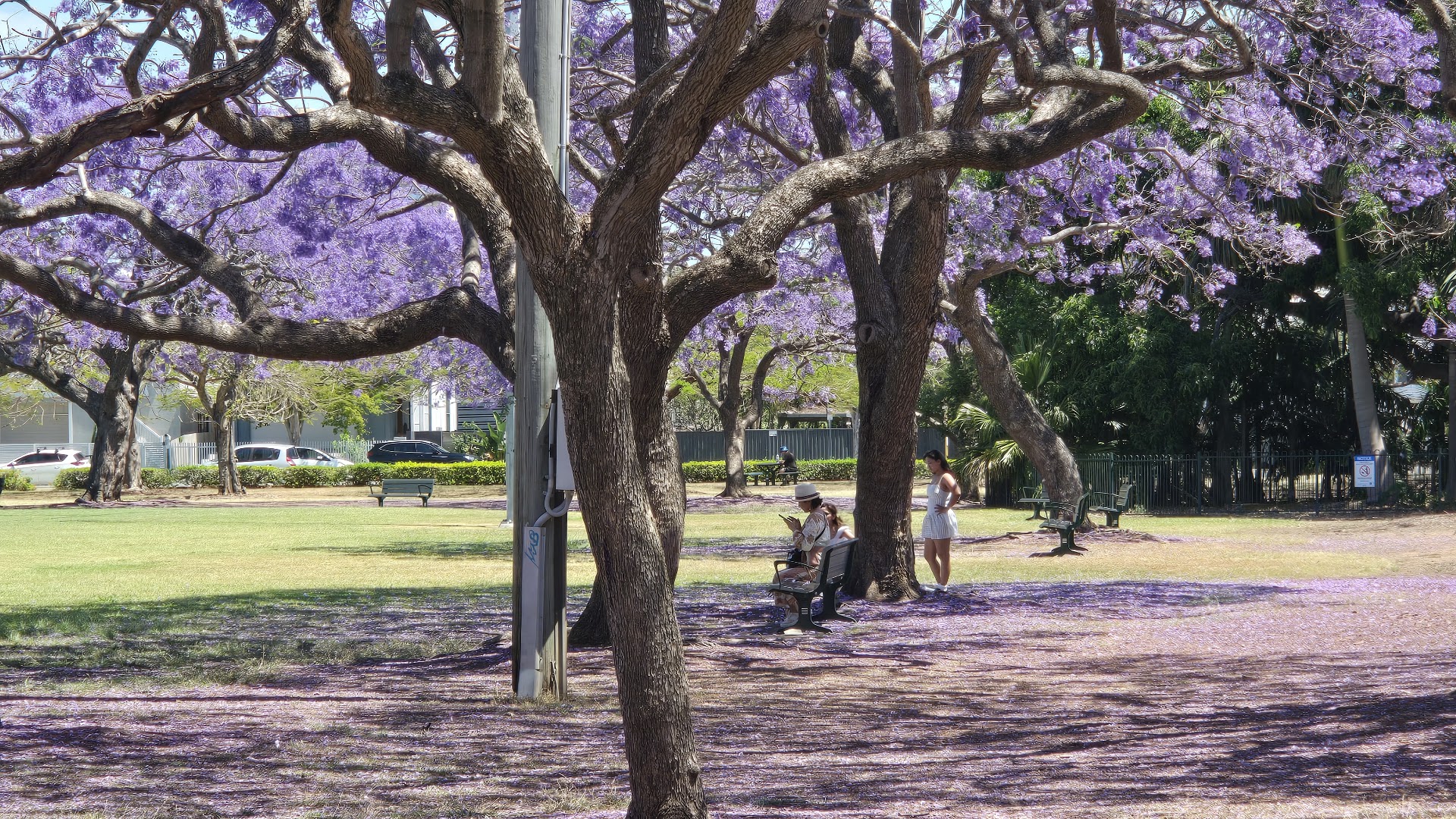 New Farm Park photo 2