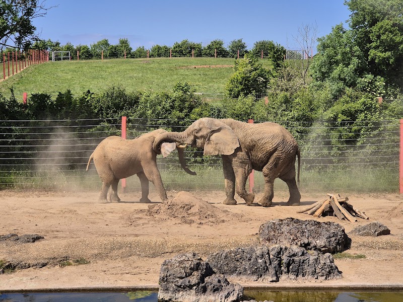 Noah's Ark Zoo Farm photo 2