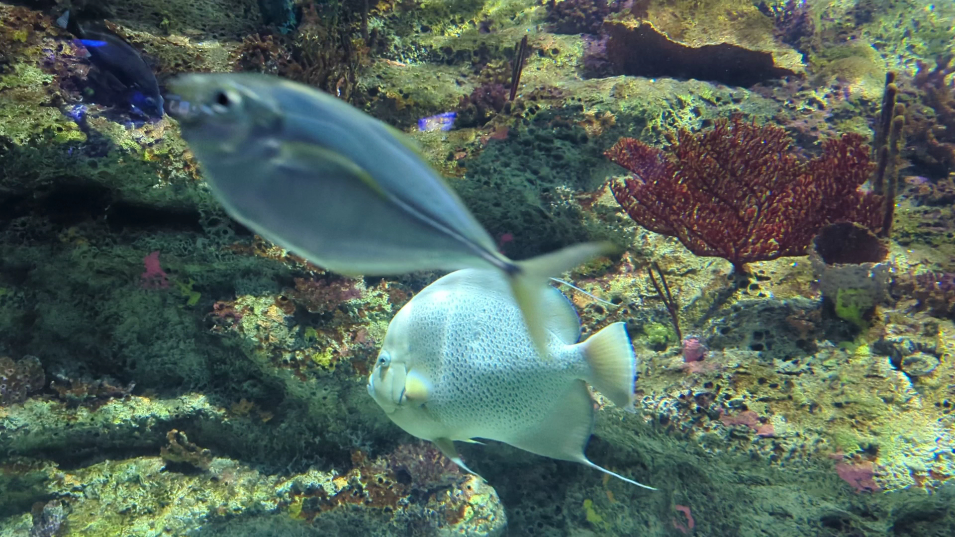 North Carolina Aquarium at Fort Fisher photo 2