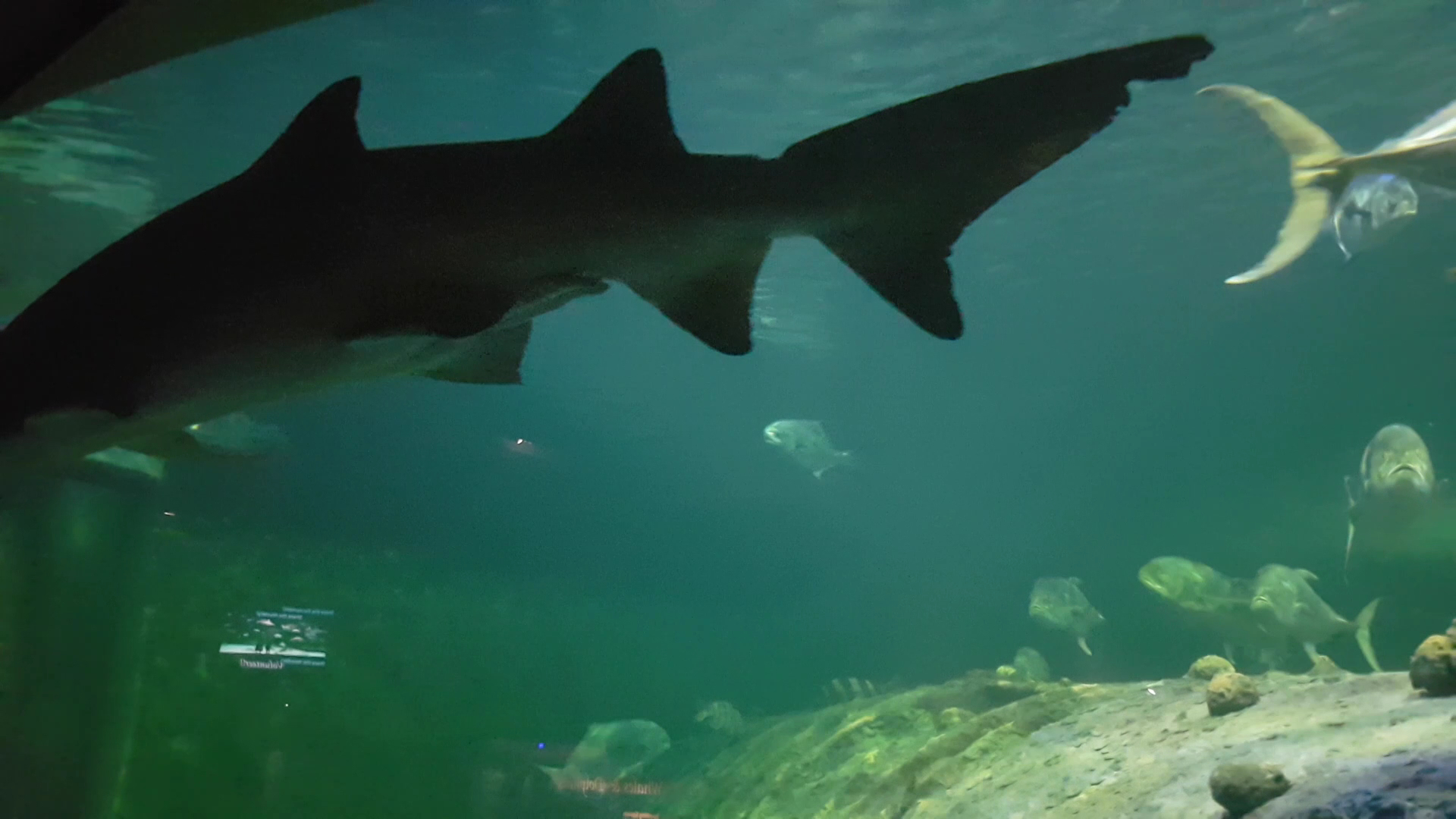 North Carolina Aquarium at Pine Knoll Shores photo 2
