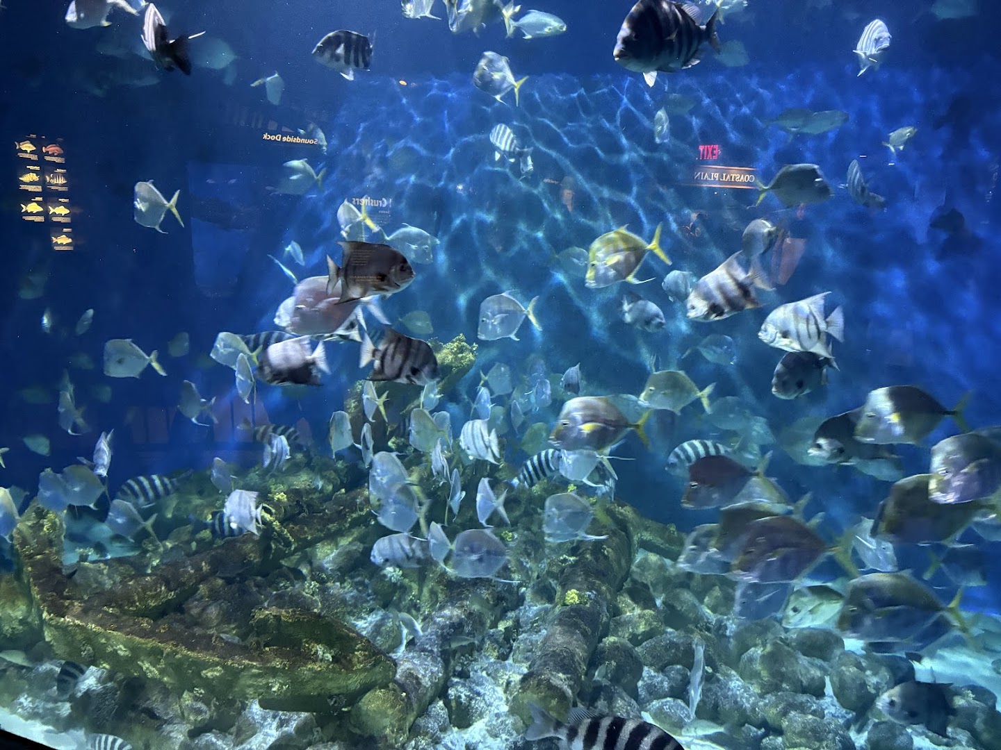 North Carolina Aquarium at Pine Knoll Shores photo 3