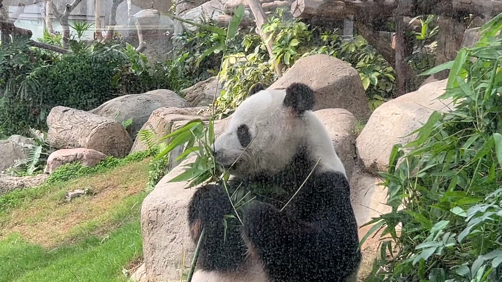 Ocean Park Amazing Asian Animals photo 3