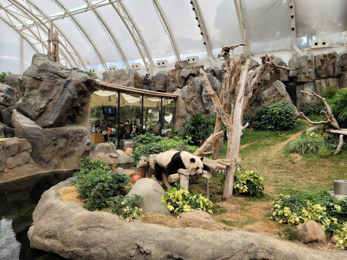 Ocean Park Amazing Asian Animals photo 4