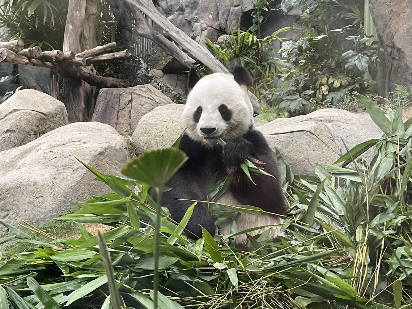 Ocean Park Amazing Asian Animals photo 5