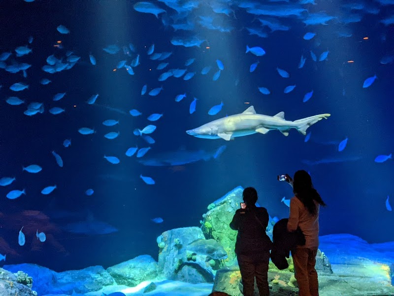 Photo of Ocean Wonders: Sharks! in New York