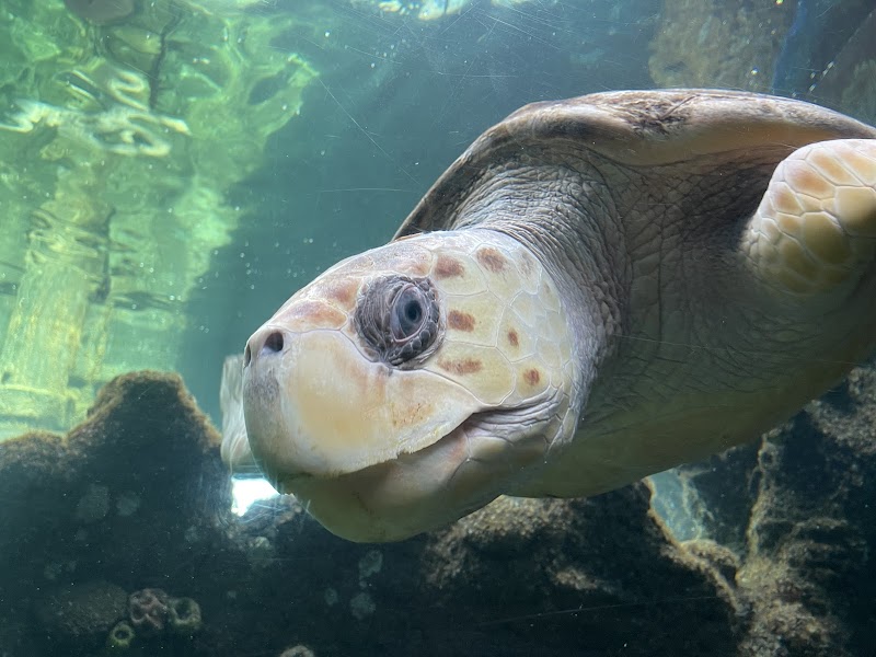 Oceanarium photo 2
