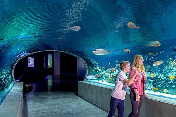 OdySea Aquarium photo 2