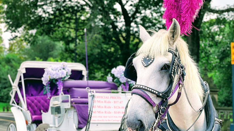 Official Central Park Horse Carriage Guided Tours by NYC Rides