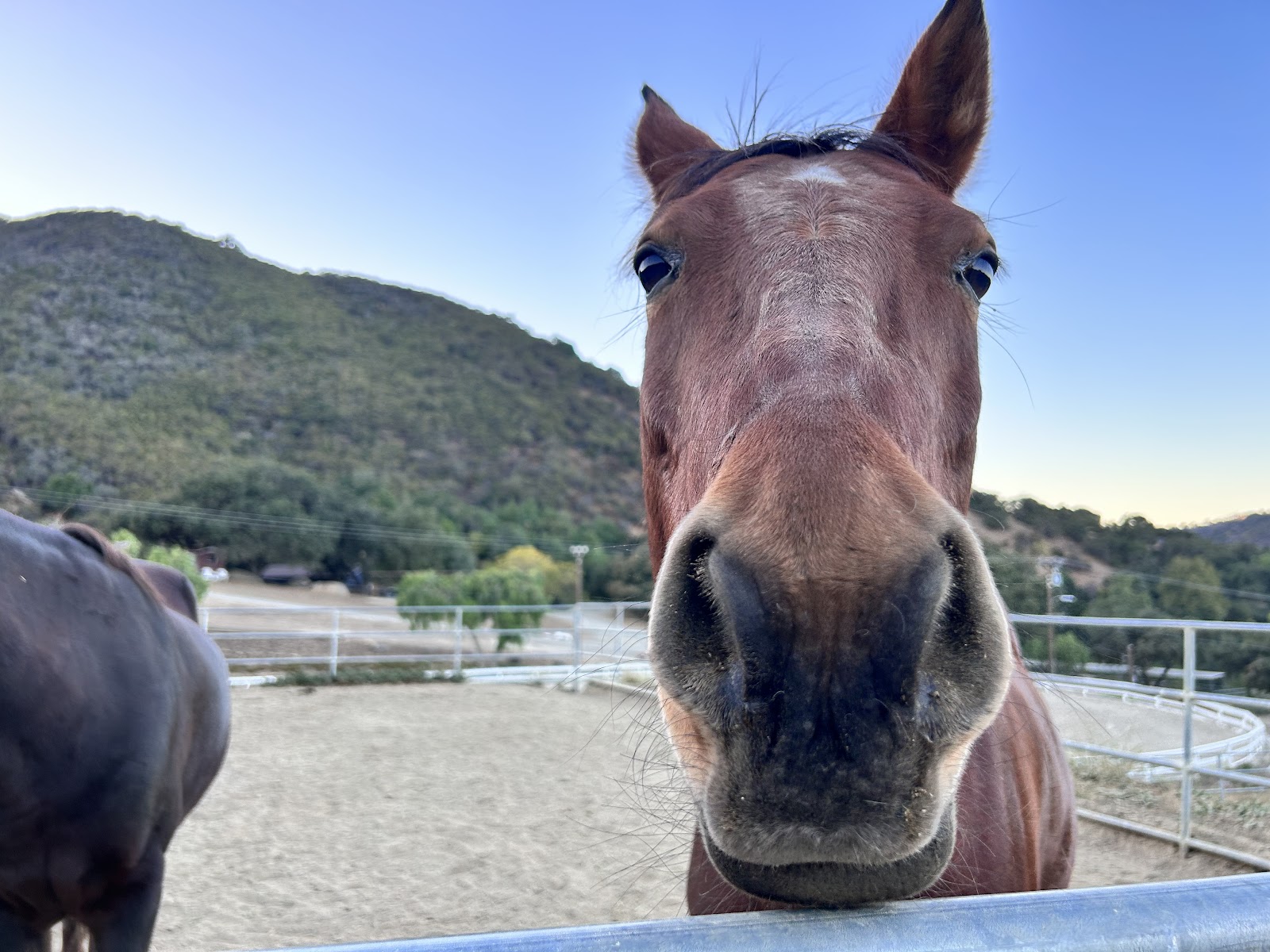 Photo of Old Canyon Stable in California