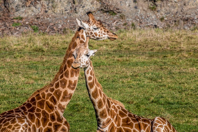Orana Wildlife Park