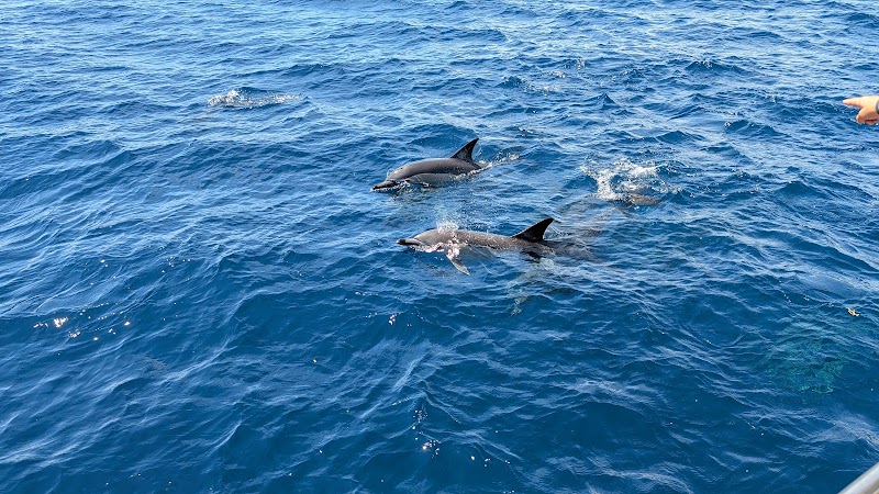 Orca Wild Adventures | Dolphin Swims photo 2