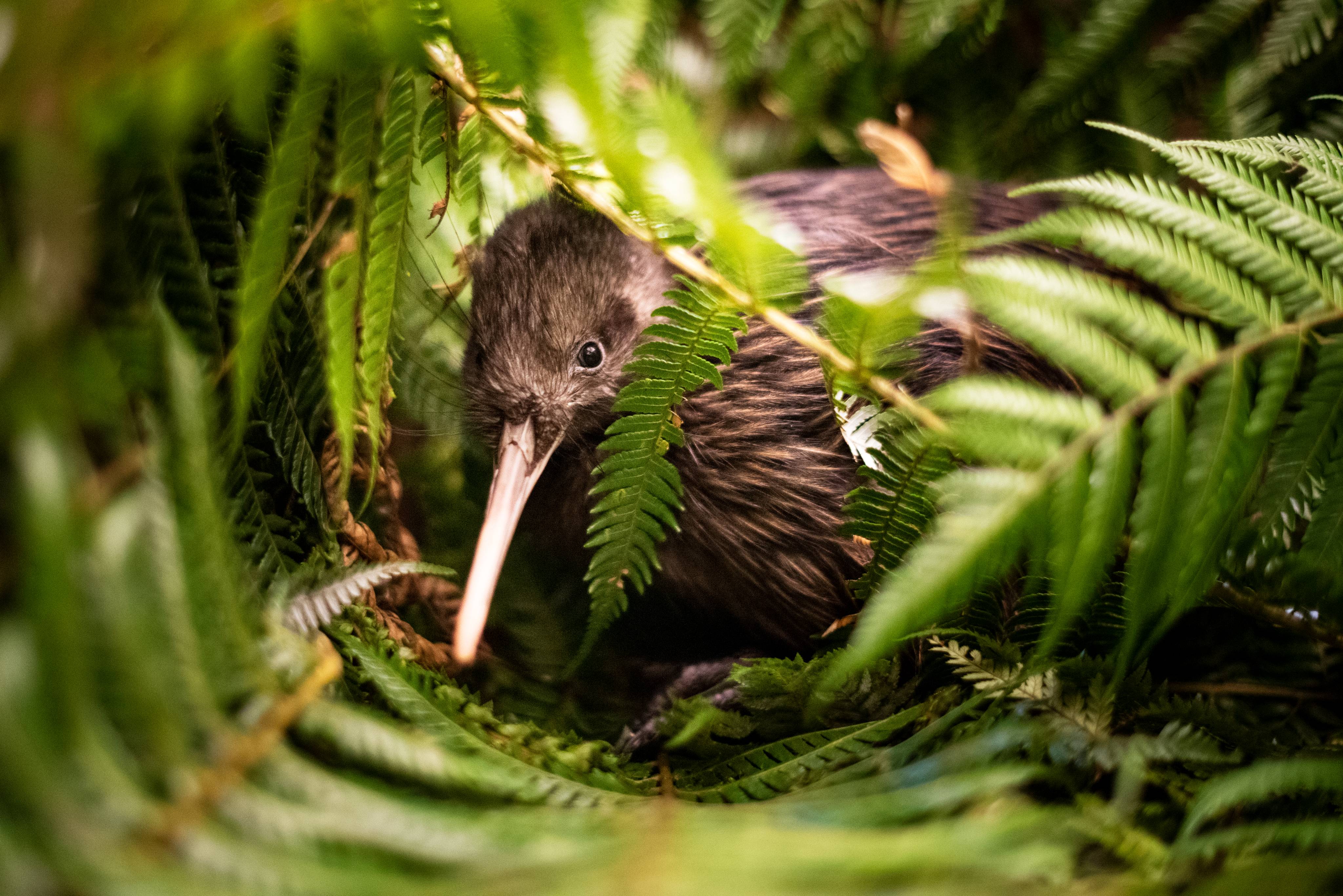 Otorohanga Kiwi House photo 4