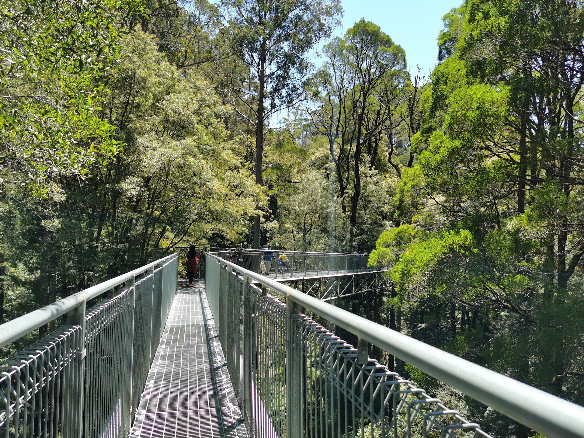Otway Fly Treetop Adventures photo 2