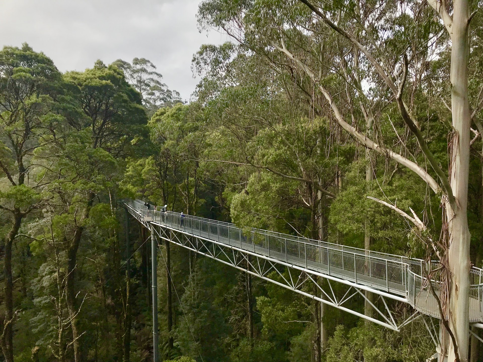 Otway Fly Treetop Adventures photo 3