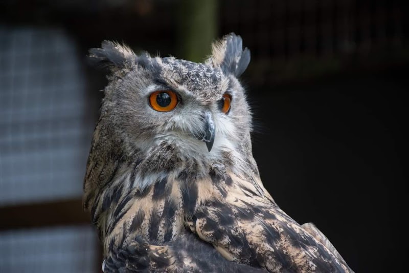 Owl & Bird of Prey Sanctuary photo 2