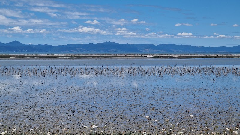 Pūkorokoro Miranda Shorebird Centre photo 2