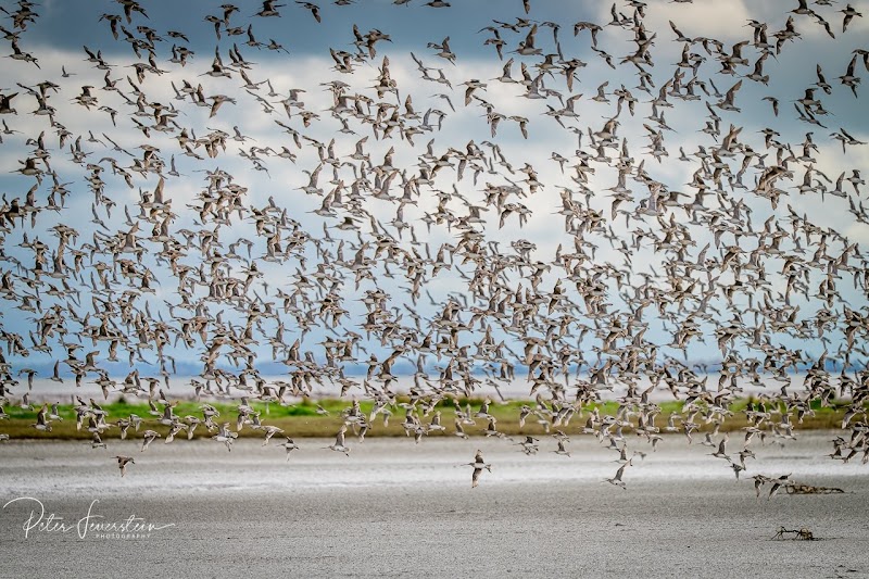 Pūkorokoro Miranda Shorebird Centre photo 3
