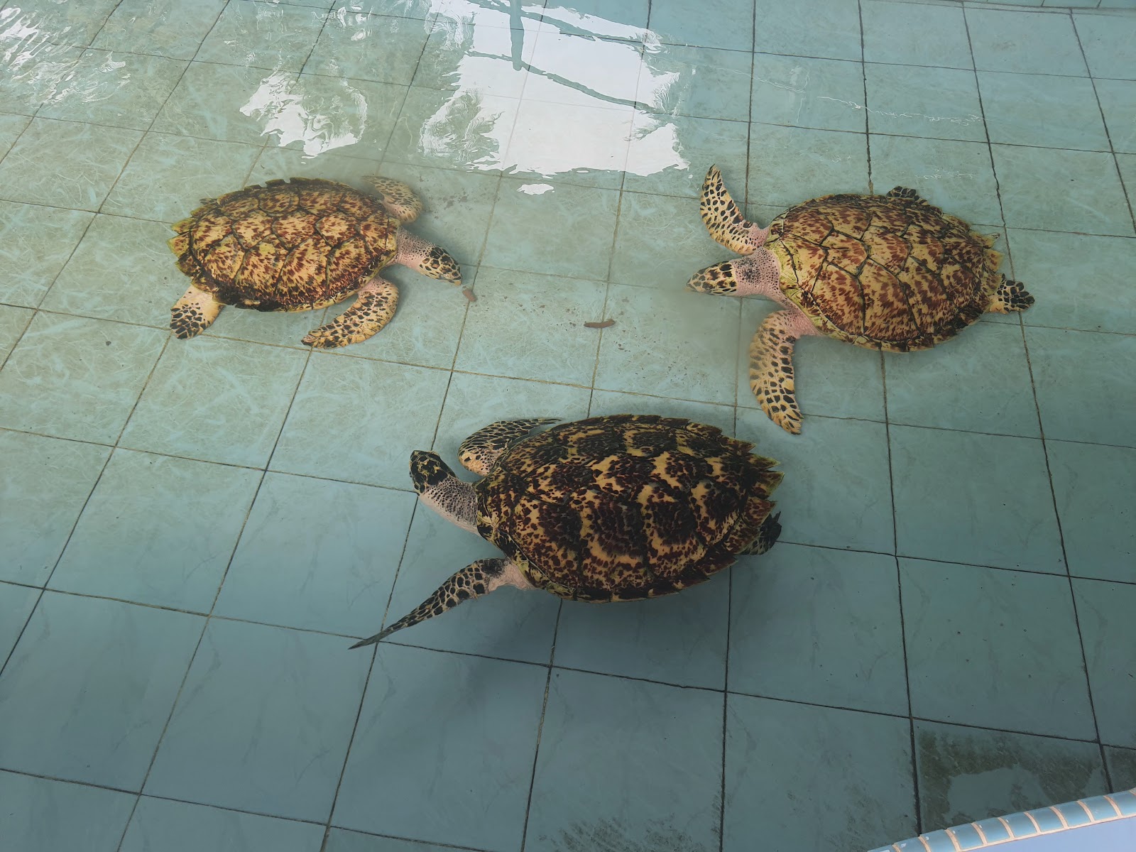 Padang Kemunting Turtle Conservation and Information Centre