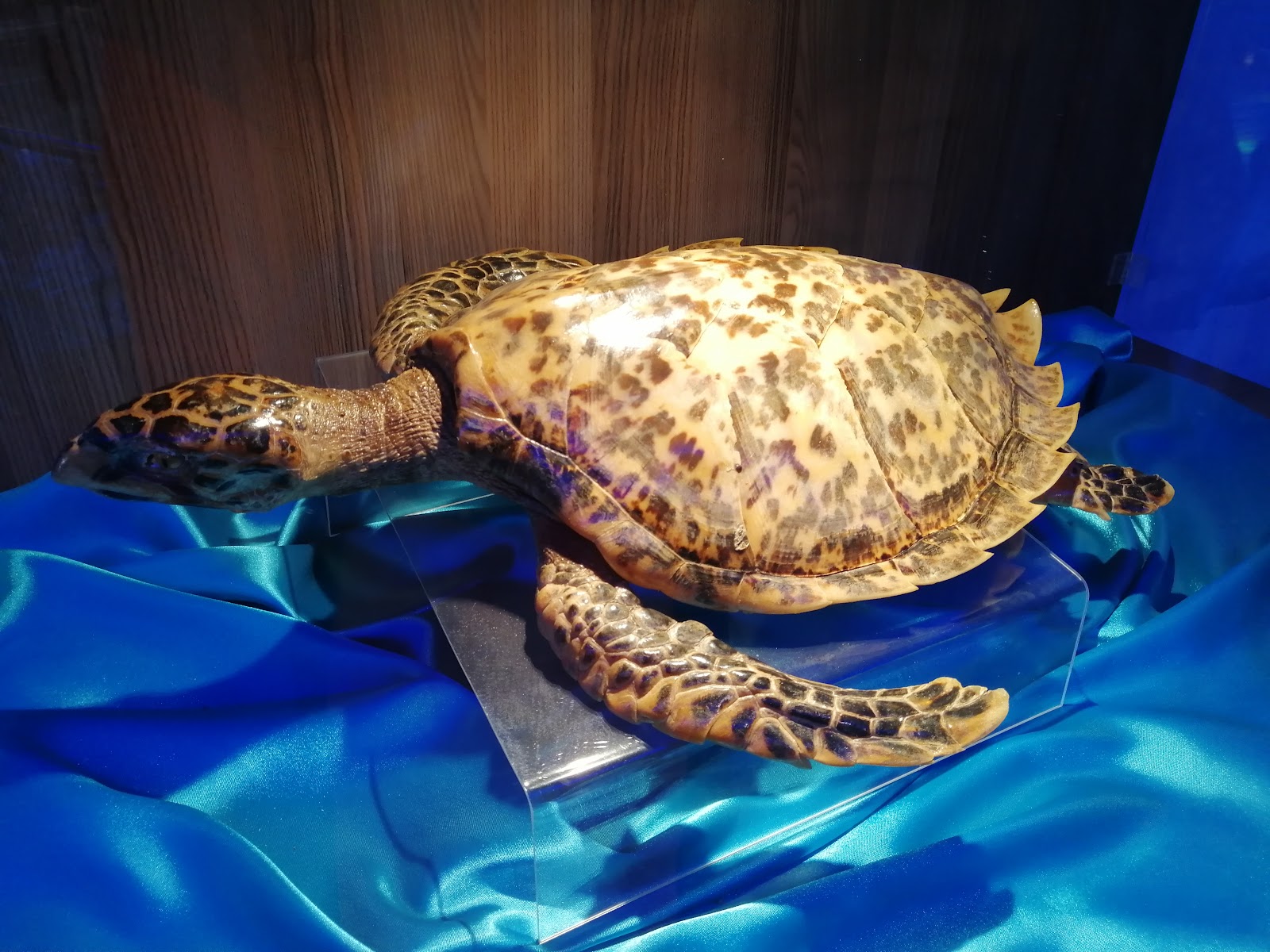 Padang Kemunting Turtle Conservation and Information Centre photo 3