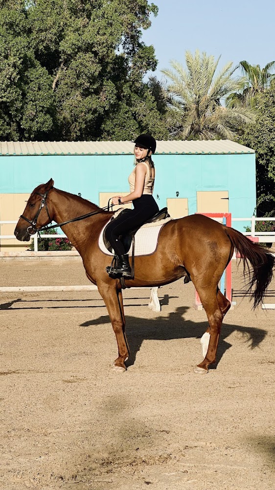Paragon Equestree Farming Horses photo 4