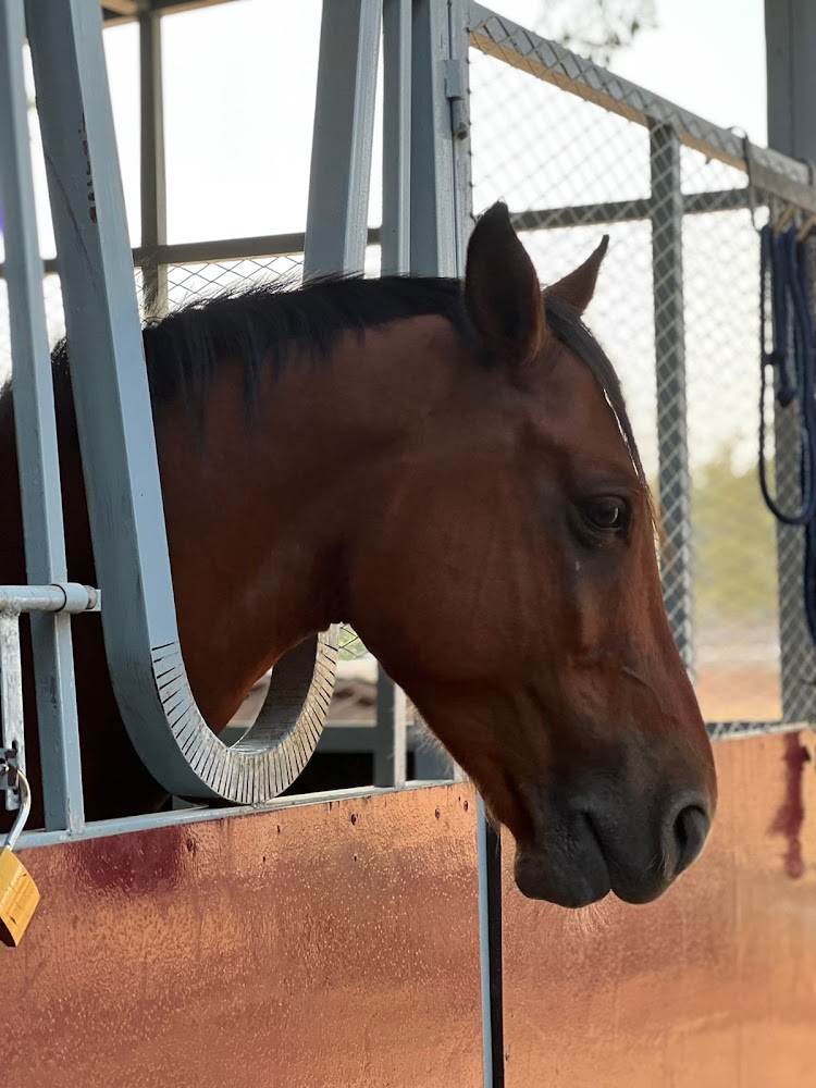 Paragon Equestree Farming Horses photo 5