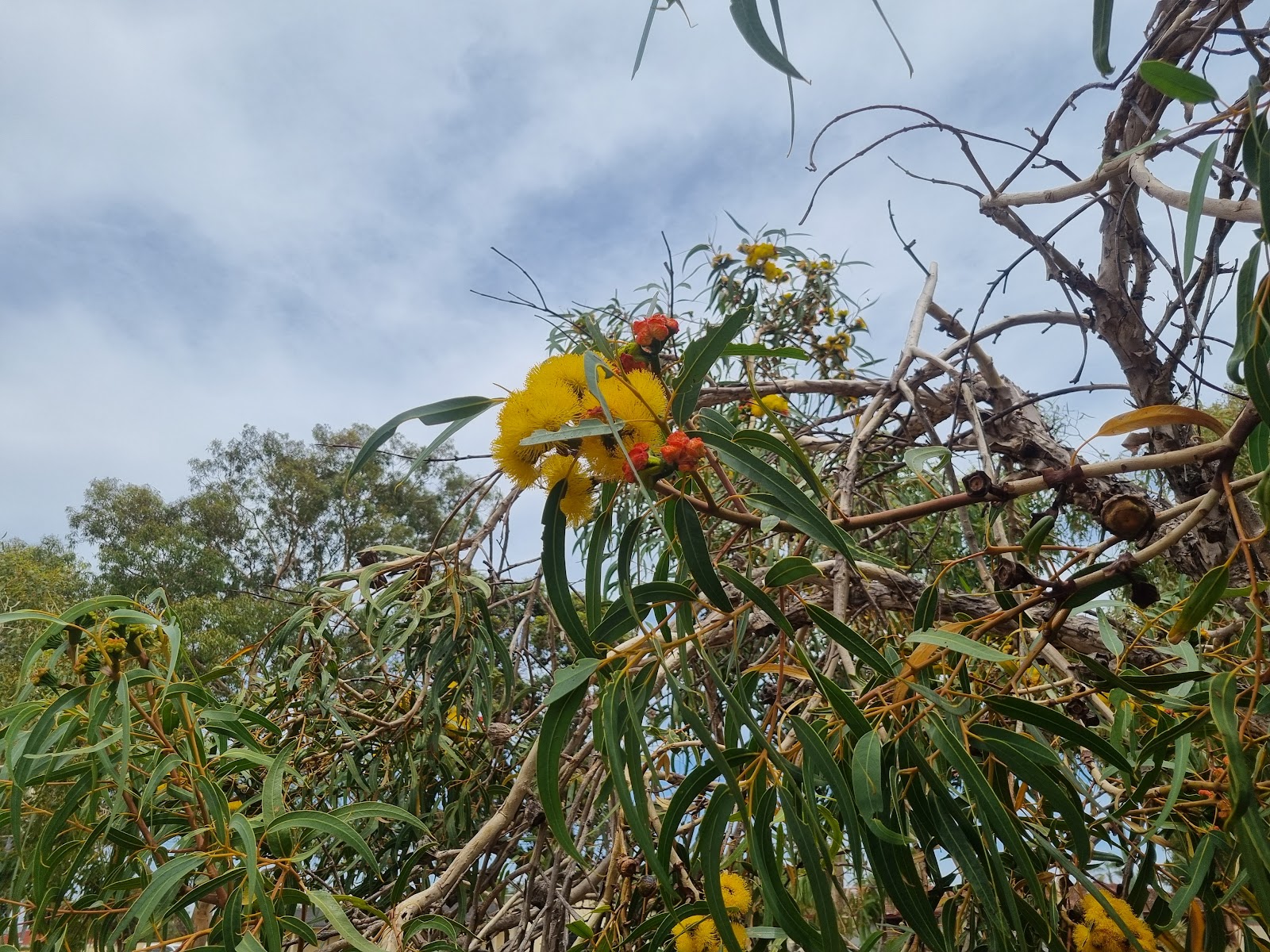 Partridge Way Reserve photo 2