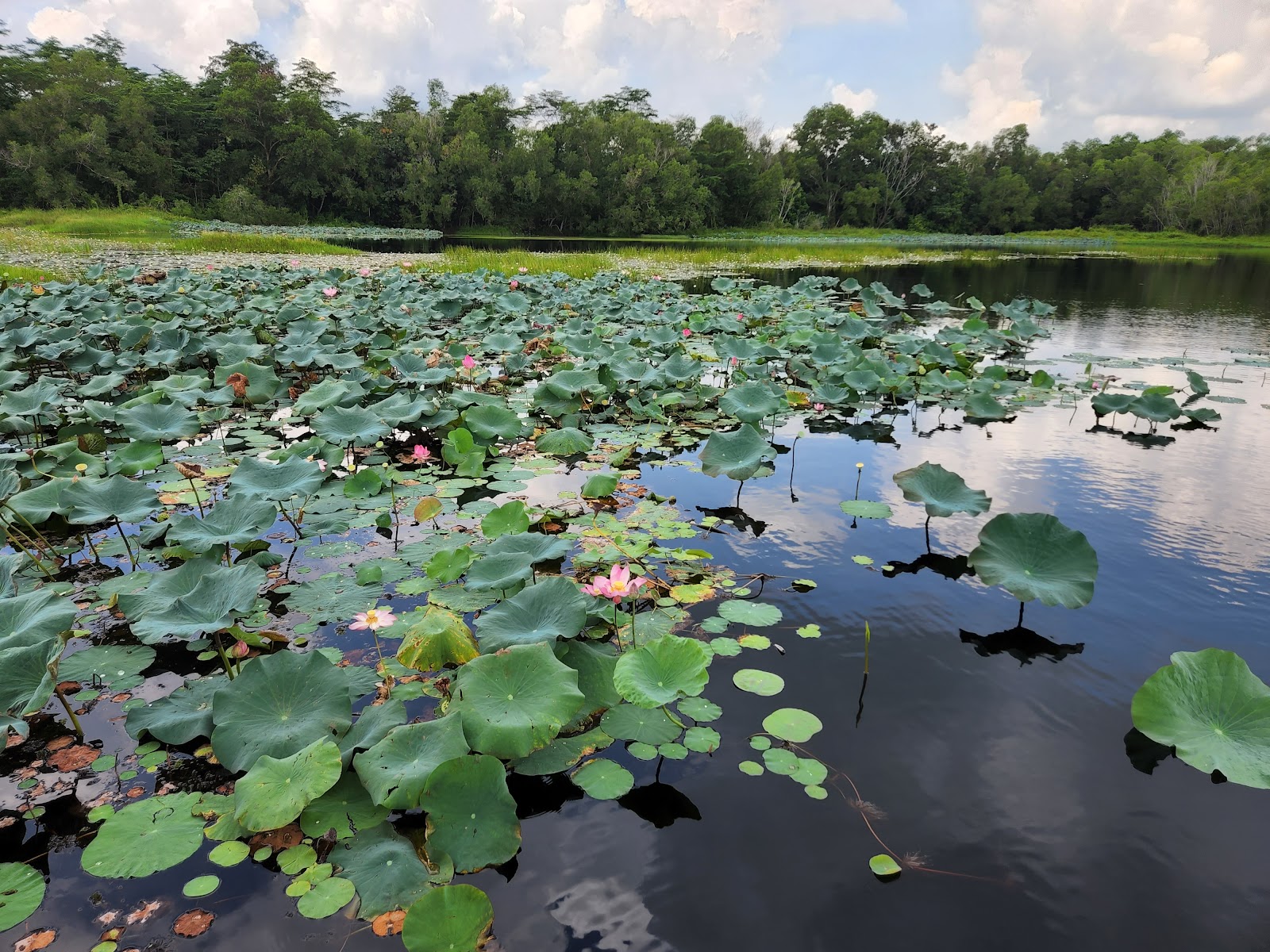 Paya Indah Discovery Wetlands (Gate 1) photo 2