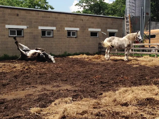 Pelham Bit Stables