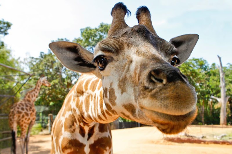Perth Zoo photo 2