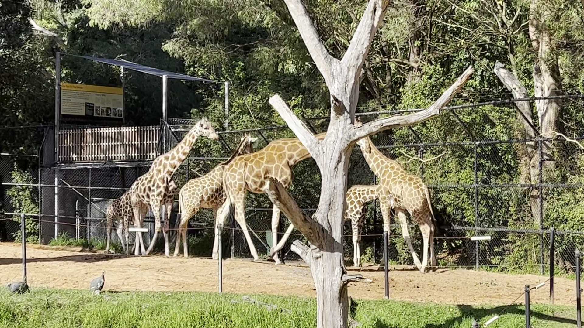Perth Zoo photo 2