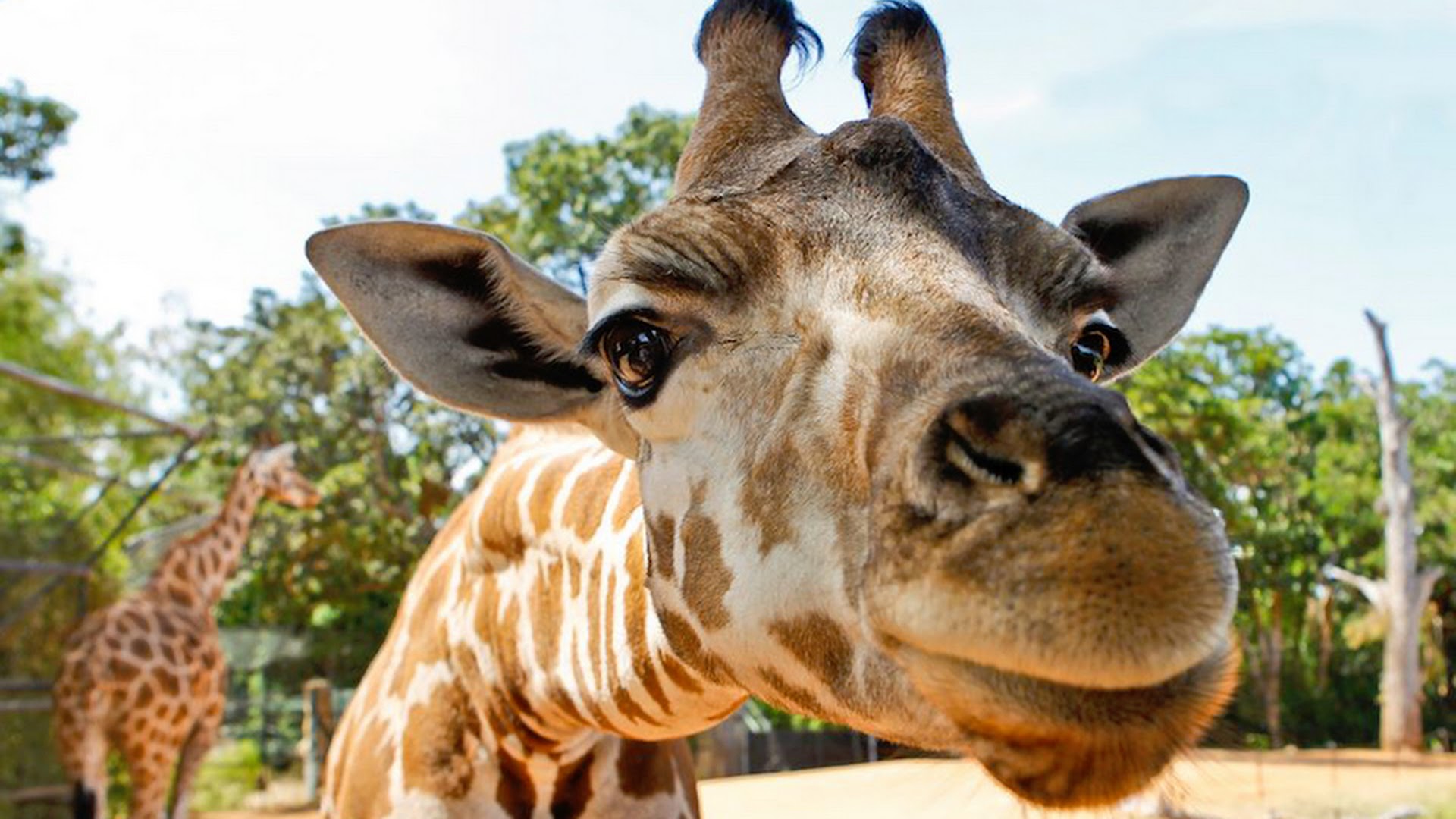 Perth Zoo photo 3