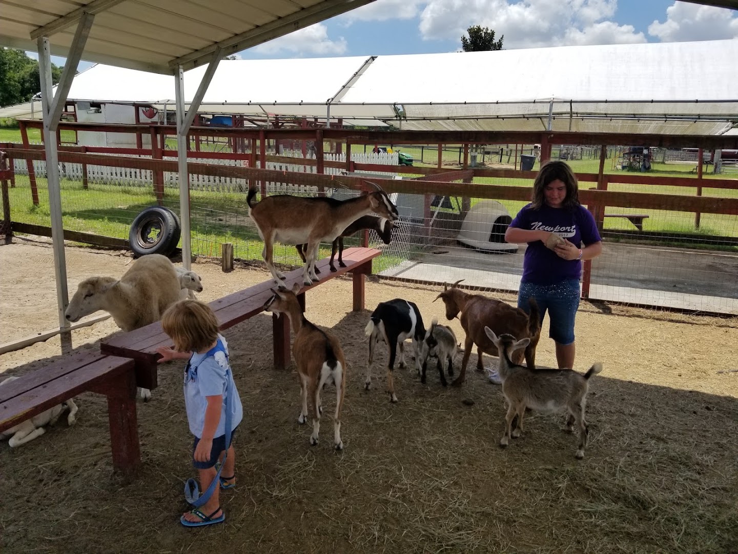 Petting Zoo Ocala photo 2