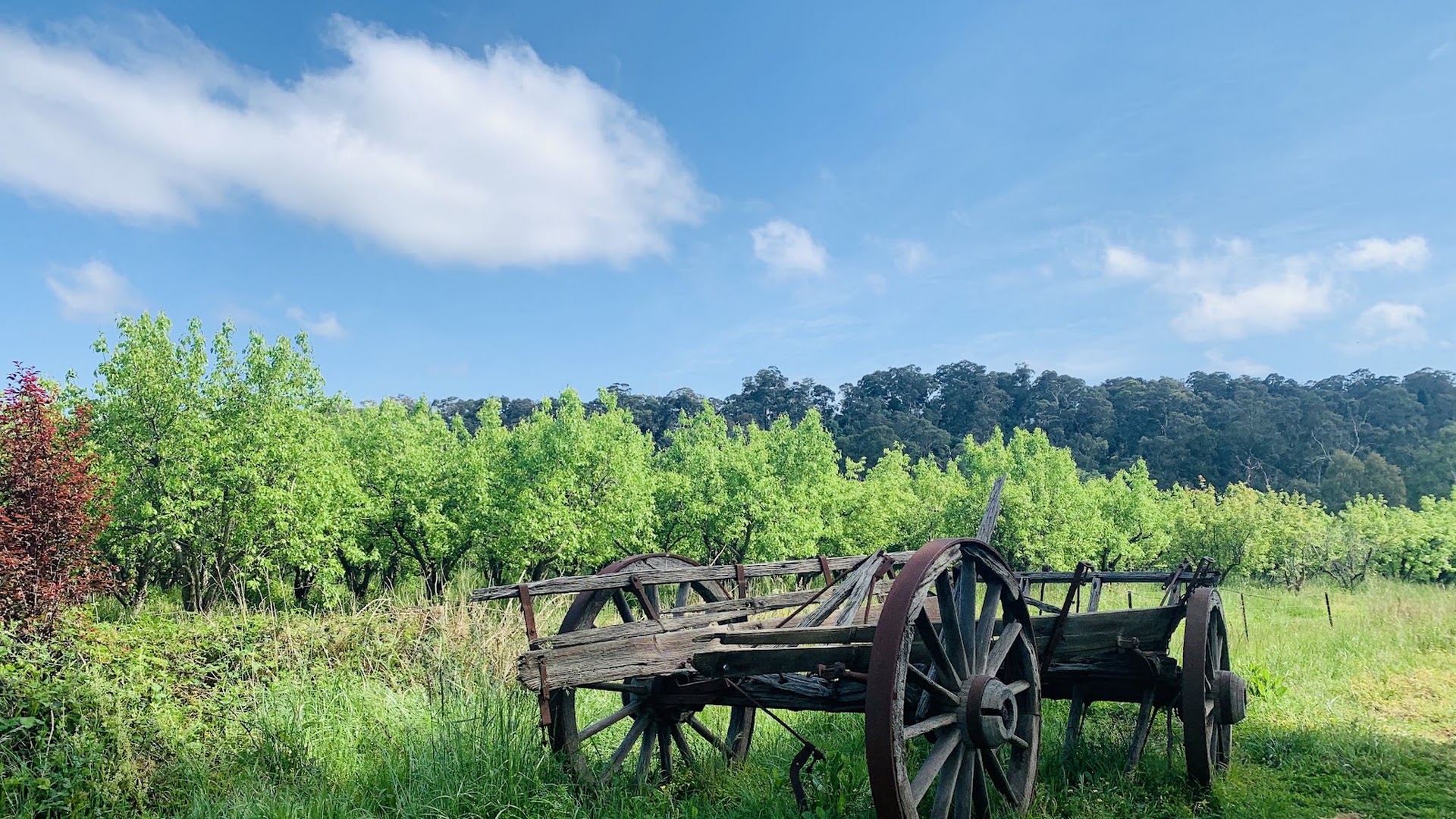 Petty's Orchards