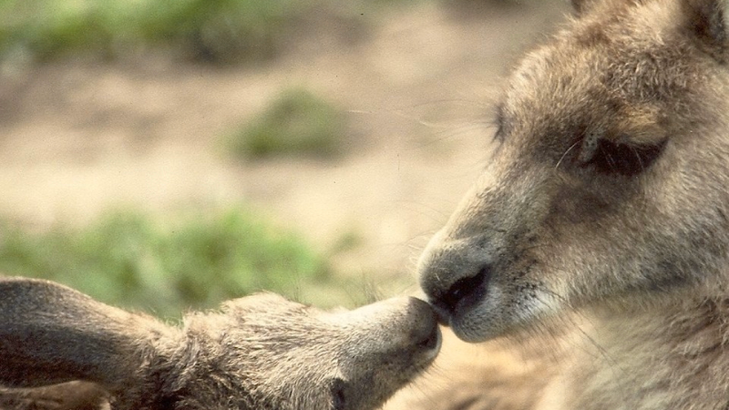 Phillip Island Wildlife Park