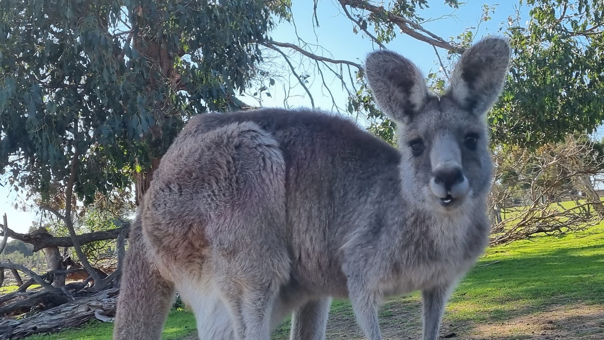 Phillip Island Wildlife Park photo 3