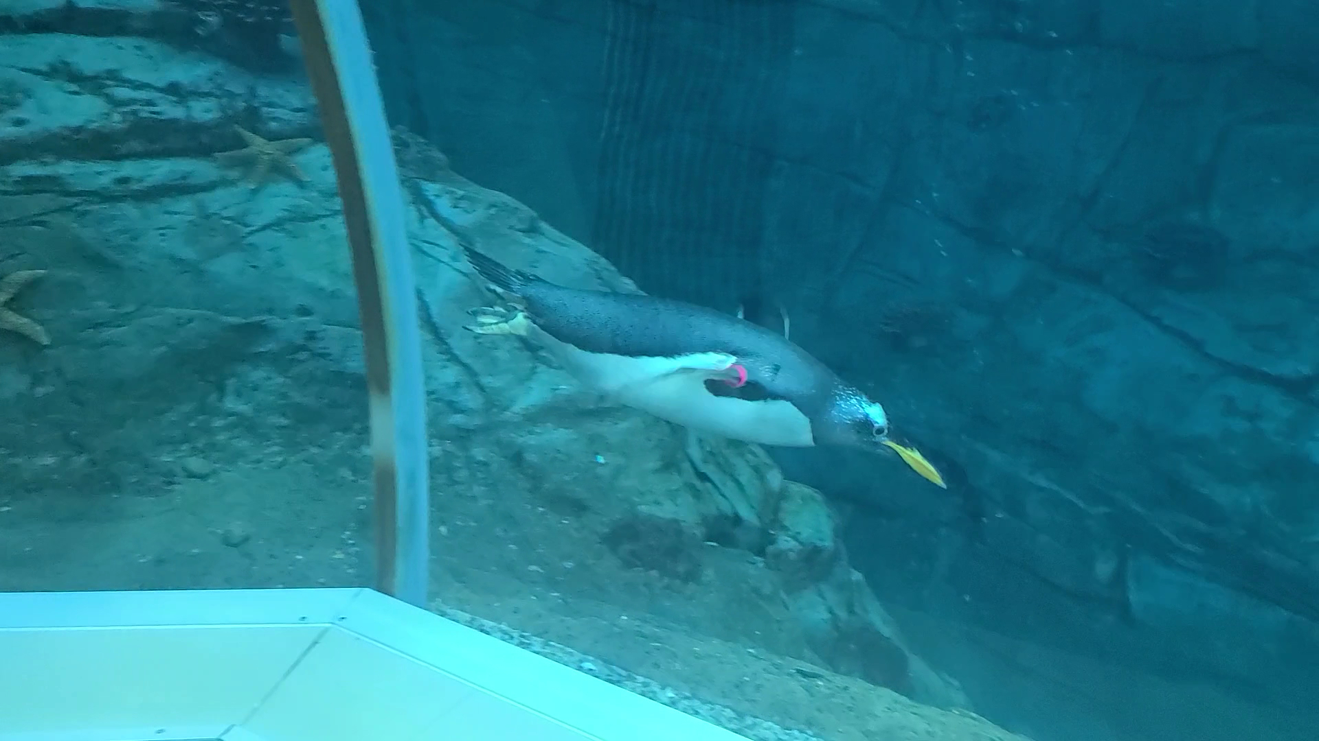 Polk Penguin Conservation Center