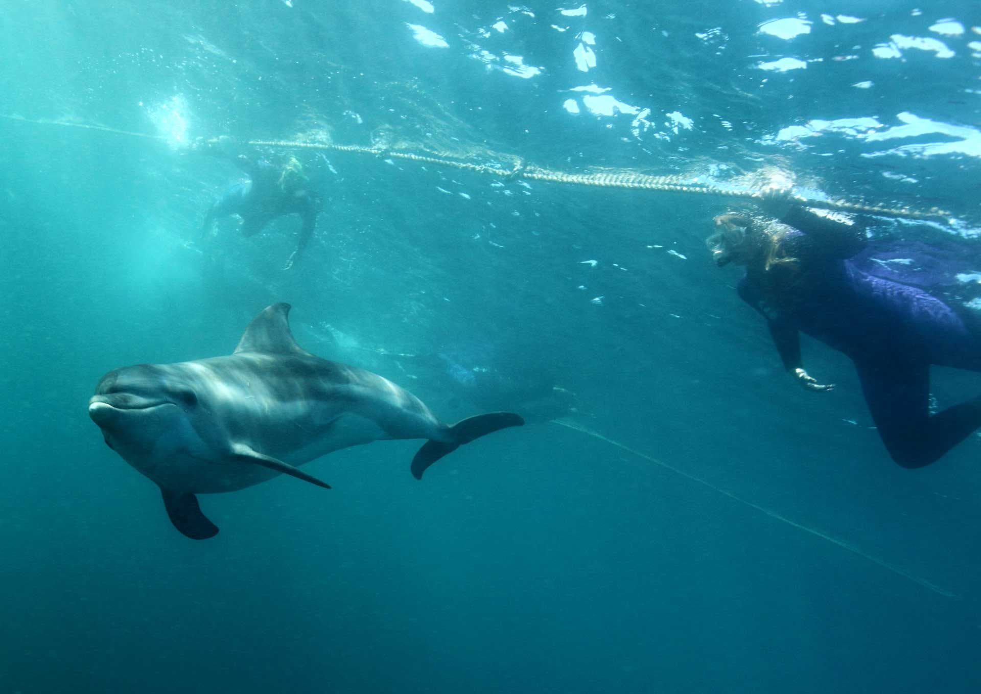 Polperro Dolphin Swims