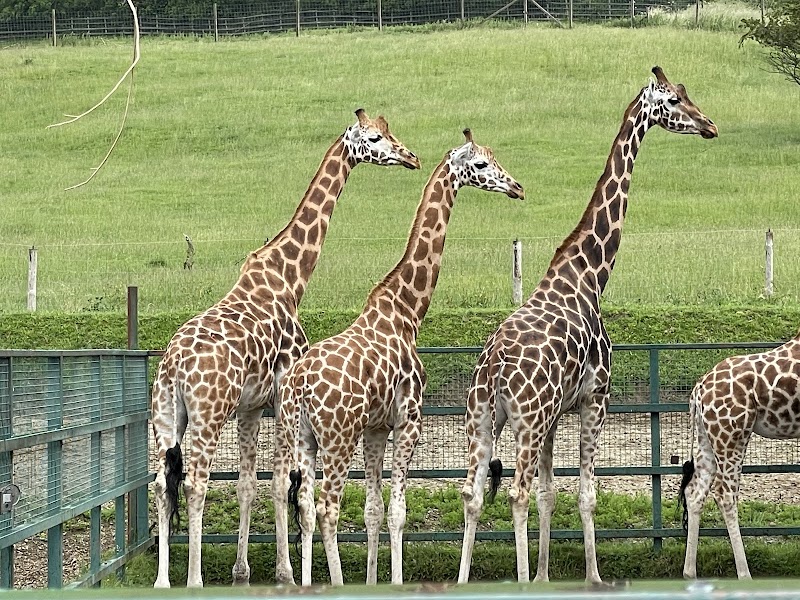 Port Lympne Safari Park photo 2