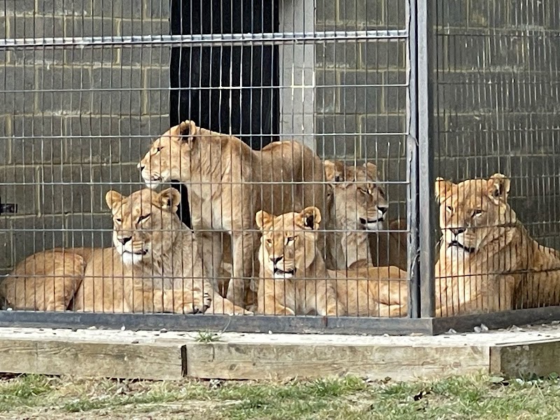 Port Lympne Safari Park photo 3