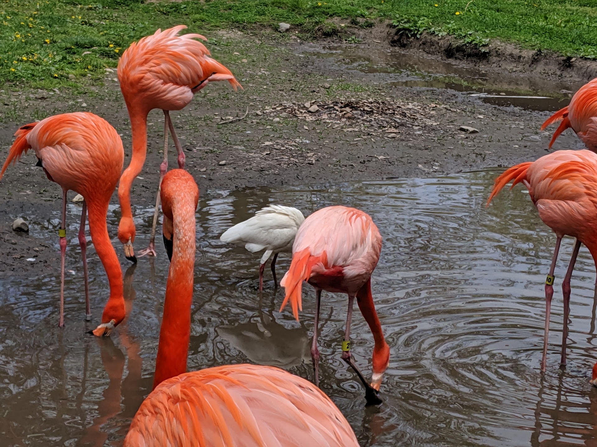 Potawatomi Zoo photo 2