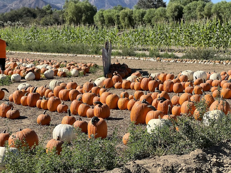 Prancer’s Farm