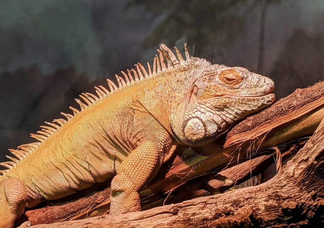 Prospect Park Zoo