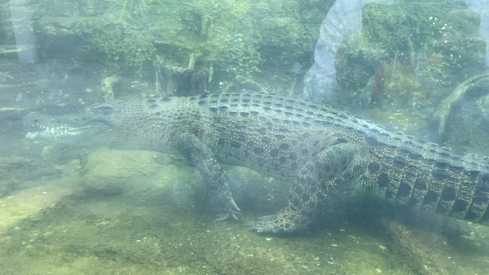 Pui Pui's Home photo 3